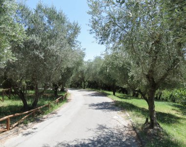 Siena, İtalya - zeytin aka Olea Europaea ağaçları, zeytin yağı üretimi için saç ekimi