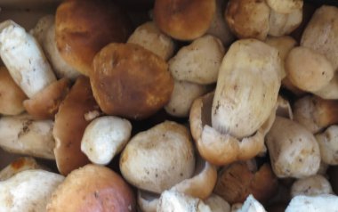 Boletus edulis namı diğer çörekler veya porcino veya sepsiyon mantarları.