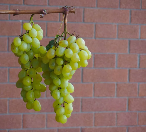 Vita Druvan Vitis Vinifera Frukt Vegetarianmat — Stockfoto