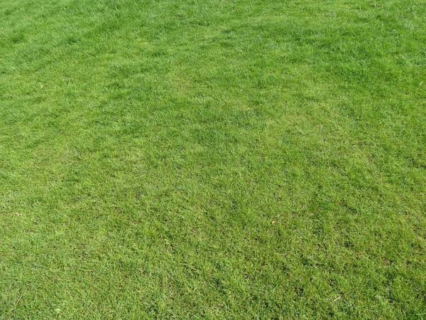 Green Meadow Grass Useful Background — Stock Photo, Image