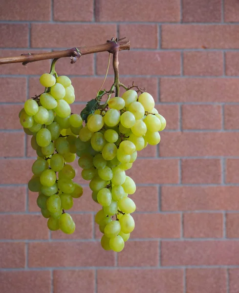 Vita Druvan Vitis Vinifera Frukt Vegetarianmat — Stockfoto