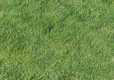 yeşil çayır çimenleri arka plan olarak kullanışlıdır