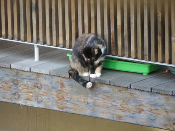 Huskatten Domesticerade Huskatt Aka Felis Catus Eller Felis Silvestris Däggdjur — Stockfoto