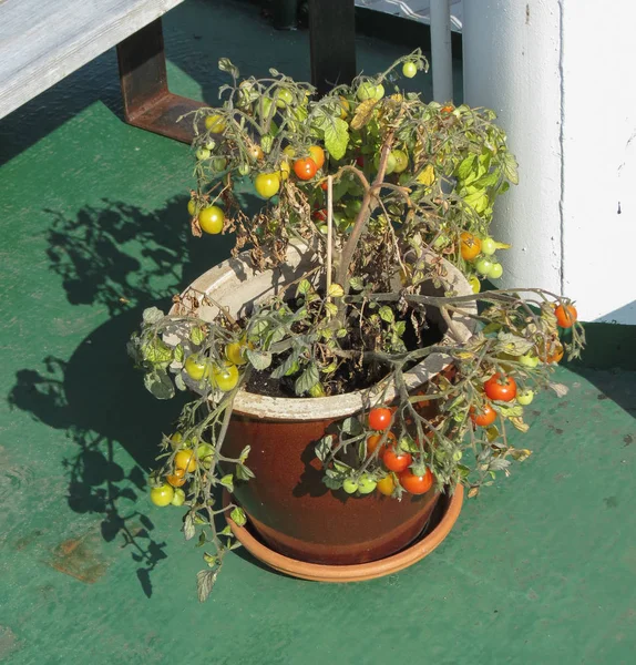 Cherry Tomaten Solanum Lycopersicum Groenten Vegetarische Veganistische Voeding — Stockfoto
