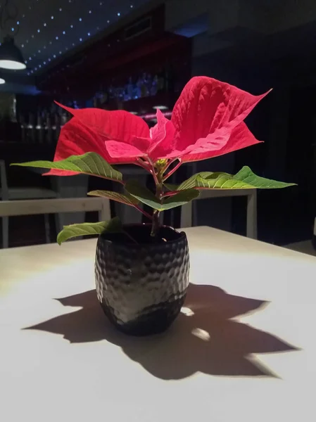 Czerwony Kwiat Roślin Christmas Star Poinsettia Euphorbia Pulcherrima — Zdjęcie stockowe