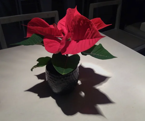 Flor Roja Planta Estrella Navidad Poinsettia Euphorbia Pulcherrima — Foto de Stock