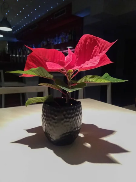 Röd Blomma Plantera Julstjärna Julstjärna Euphorbia Pulcherrima — Stockfoto