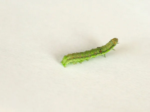 Falena Dorata Due Punti Chrysodeixis Chalcites Larva Sfondo Bianco — Foto Stock