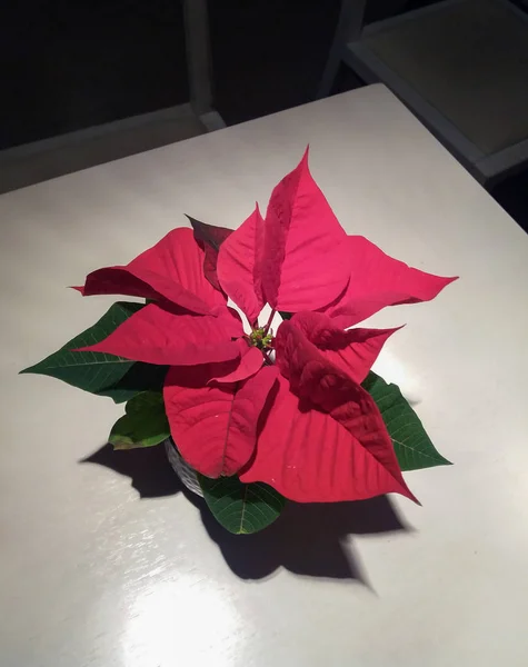 赤い花の植物 ポインセチア ポインセチアのクリスマスの星 — ストック写真