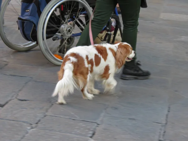 Cavalier Kuningas Charles Spaniel Koira Kävelee Ihmisen Perämies — kuvapankkivalokuva