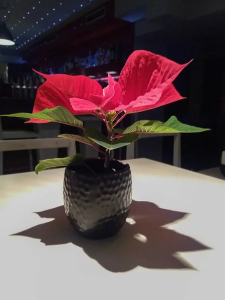 Rode Bloem Van Plant Kerstster Poinsettia Euphorbia Pulcherrima — Stockfoto