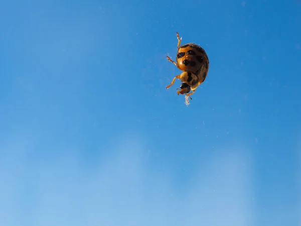 Ladybird Божья Коровка Жуковое Животное Филума Euarthropoda Hexapoda Клада Pancrustacea — стоковое фото