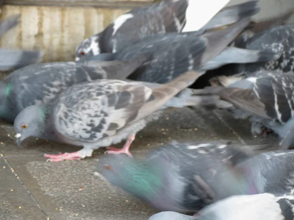 Tauben Tiere der Klasse Aves (Vögel) — Stockfoto