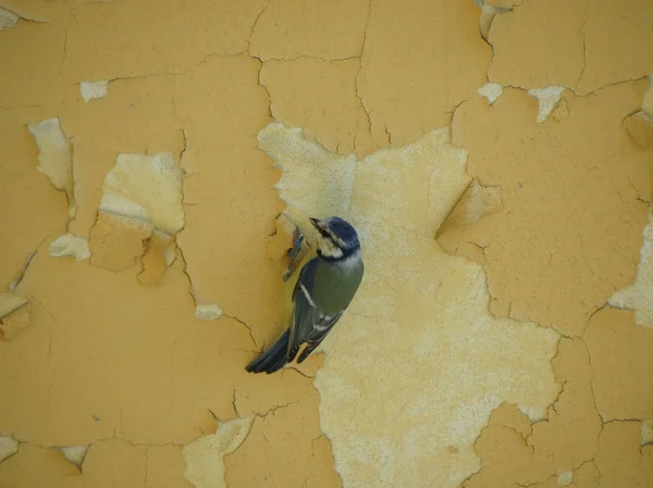 Grande tit (Parus major) passarinho — Fotografia de Stock