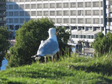 Oslo 'daki Aves sınıfının martı hayvanı (kuşlar)