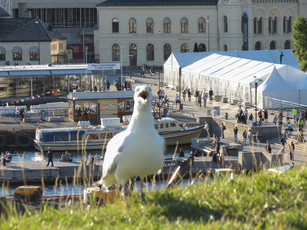 Gaviota de clase Aves (aves) en Oslo — Foto de Stock