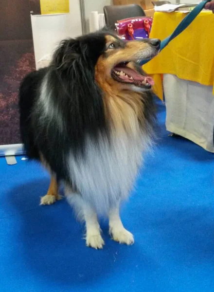 Perro Doméstico Phylum Chordata Clase Mammalia Mamíferos Raza Shetland Sheepdog —  Fotos de Stock