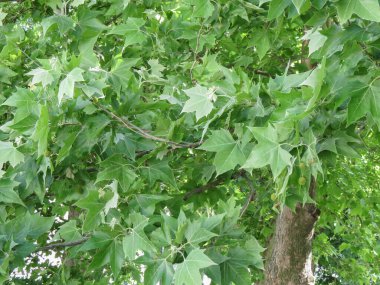 At kestanesi namı diğer kestane ağacı (Aesculus hippocastanum)