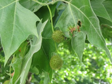 At kestanesi namı diğer kestane ağacı (Aesculus hippocastanum)