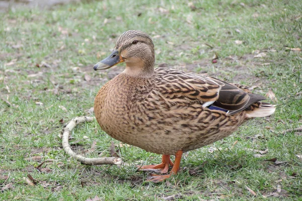 Canard Colvert Femelle Alias Canard Sauvage Nom Scientifique Anas Platyrhynchos — Photo