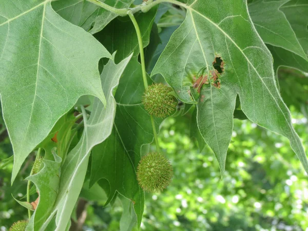 Castaño Indias Aesculus Hippocastanum —  Fotos de Stock