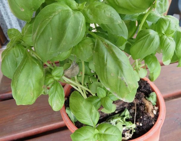 Basilicum Ocimum Basilicum Ook Bekend Onder Naam Thai Basil Sweet — Stockfoto