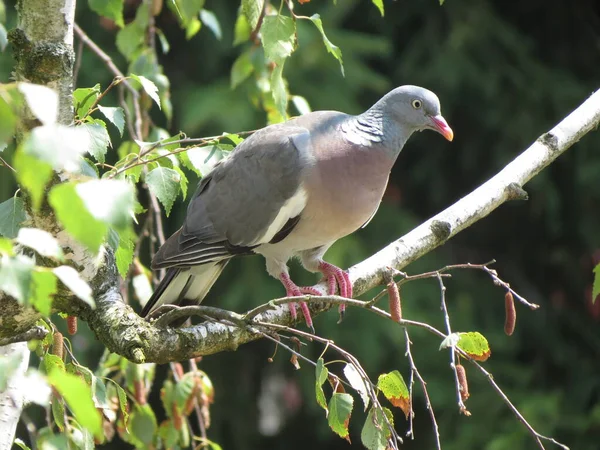 Gemeine Waldtaube Wissenschaftlicher Name Columba Palumbus Der Tierklasse Aves Vögel — Stockfoto