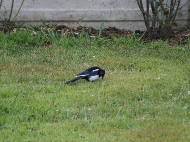 Avrasya Saksağanı namı diğer hayvanın bilimsel adı Pica Pica! Sınıf Aves (kuşlar)