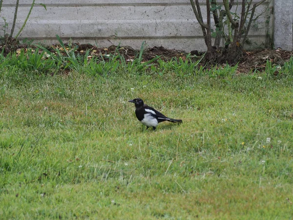 Eurasian Magpie Aka Common Magpie Nome Científico Pica Pica Animal — Fotografia de Stock