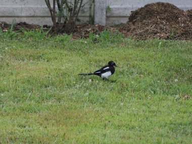 Avrasya Saksağanı ya da Hırsız Saksağan (bilimsel adı Pica Pica) hayvan sınıfı Aves (kuşlar))