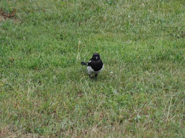 Avrasya Saksağanı ya da Hırsız Saksağan (bilimsel adı Pica Pica) hayvan sınıfı Aves (kuşlar))