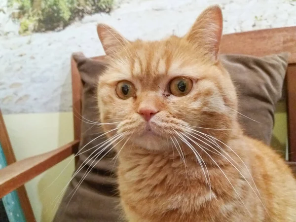 Gato Tabby Doméstico Naranja Aka Housecat Nombre Científico Felis Catus — Foto de Stock