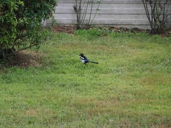 Eurasian Magpie Aka Common Magpie Thieving Magpie Nome Científico Pica — Fotografia de Stock