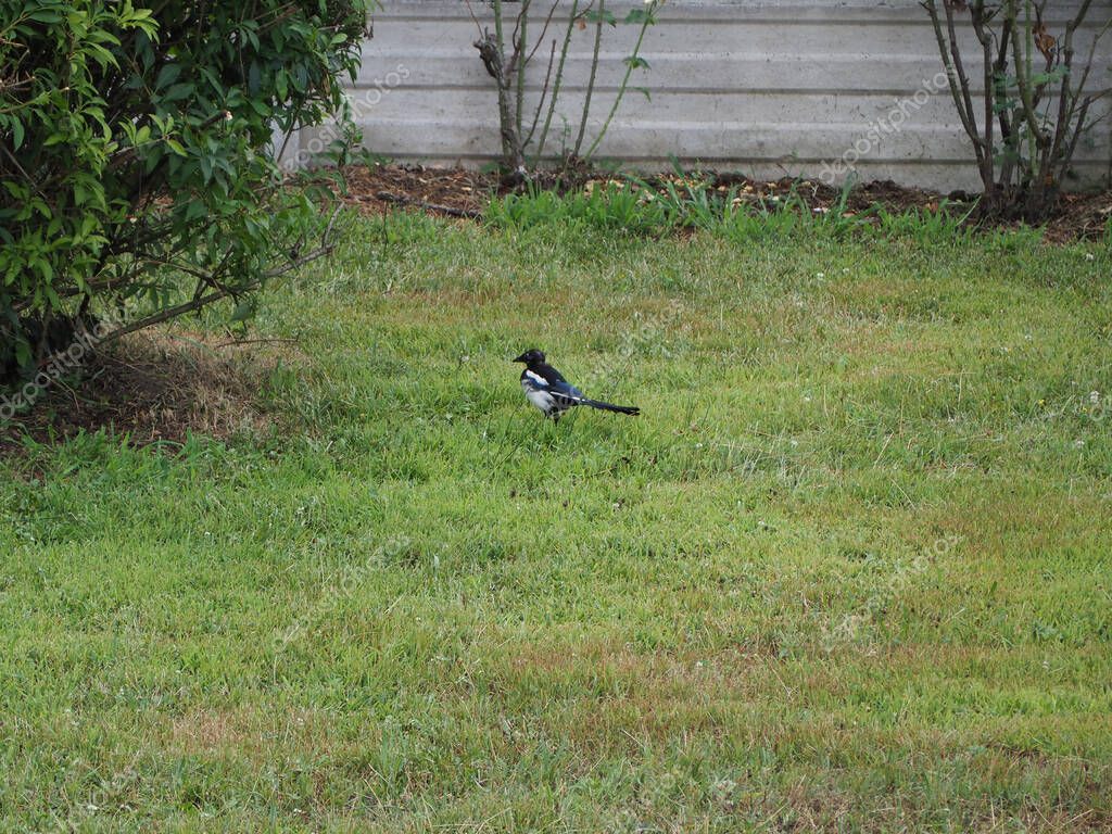 Urraca eurasiática aka Urraca común o Urraca ladrona (nombre científico