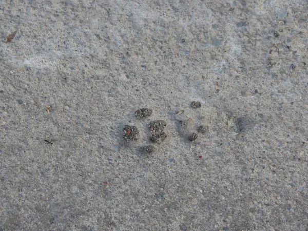 Primer Plano Las Huellas Gato Suelo Hormigón Gris — Foto de Stock