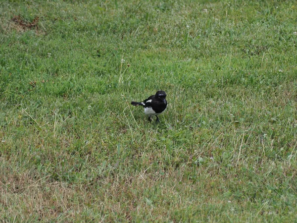 Eurasian Magpie Aka Common Magpie Thieving Magpie Nome Científico Pica — Fotografia de Stock