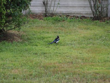 Avrasya Saksağanı ya da Hırsız Saksağan (bilimsel adı Pica Pica) hayvan sınıfı Aves (kuşlar))