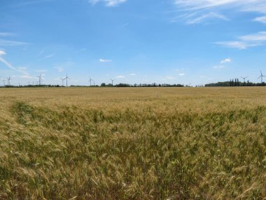 Yeşil enerji üretmek için buğday tarlası ve rüzgar türbiniyle kırsal alan manzarası