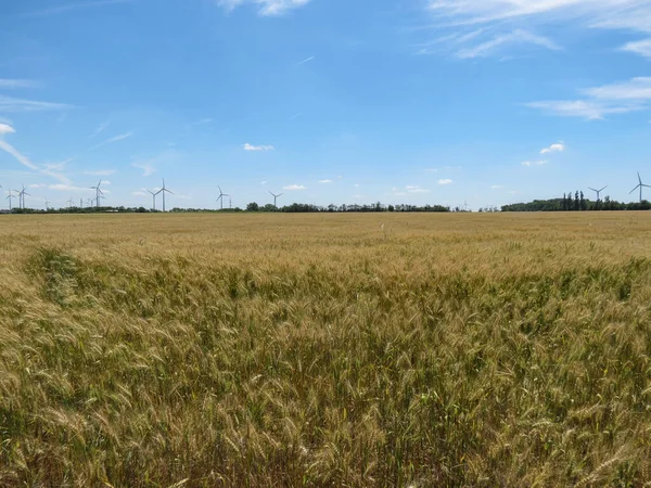 Yeşil enerji üretmek için buğday tarlası ve rüzgar türbiniyle kırsal alan manzarası