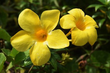 allamada çiçekleri yakın çekim