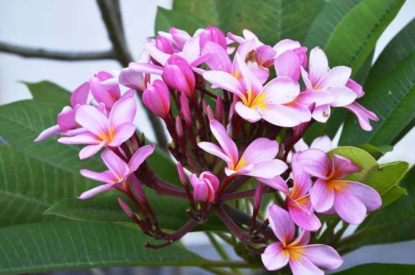 Een Close Van Frangipani Bloemen — Stockfoto