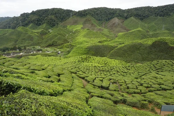 Cameron Highlands Malezya Daki Çay Tarlası Manzarası — Stok fotoğraf