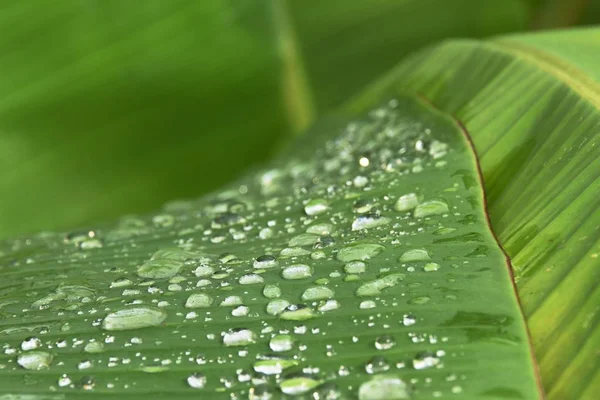 Gota Agua Hoja Verde —  Fotos de Stock