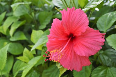 Kırmızı bir Hibiscus Çiçeği