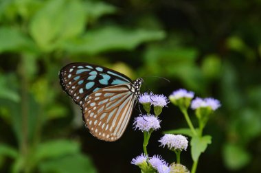 Çiçeğin üzerinde güzel bir kelebek