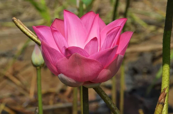 ピンクの蓮の花 — ストック写真