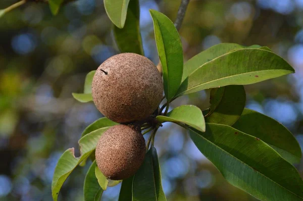 Sapodilla Frutas Con Hojas — Foto de Stock