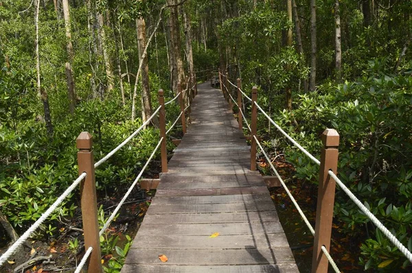 Caminho Floresta Manguezal — Fotografia de Stock