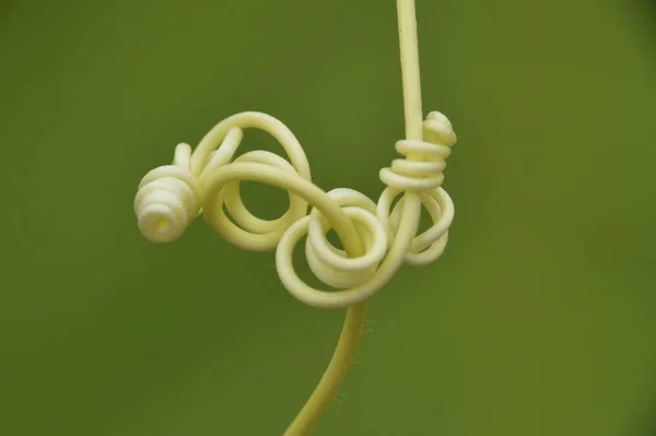 Complicated Plant Spiral — Stock Photo, Image