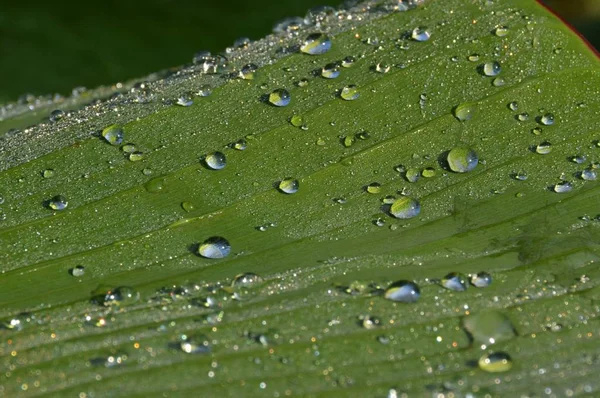 Gota Lluvia Hoja —  Fotos de Stock